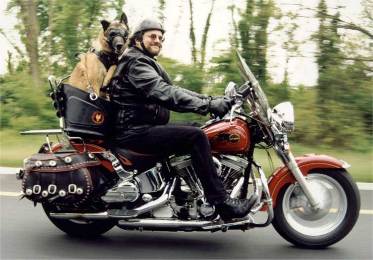 How to Choose a Motorcycle Dog Carrier - 2023 Guide : Motorcycling 2023